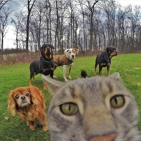 \'Quái, mình chỉ định selfie một mình thôi mà?\'